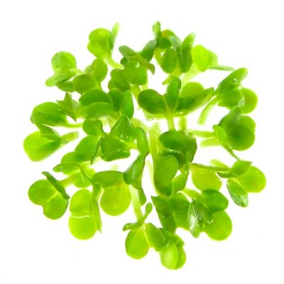 Oekologiske broccoli spirefroe til Broccolispirer FRISKE SPIRER