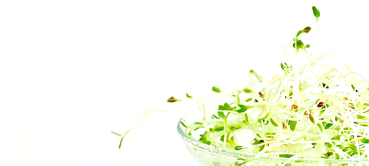 FRISKE SPIRER SHOP banner med oekologiske spirer