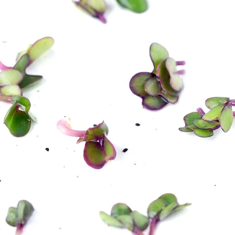 Dyrk selv spirer i alle aarstider