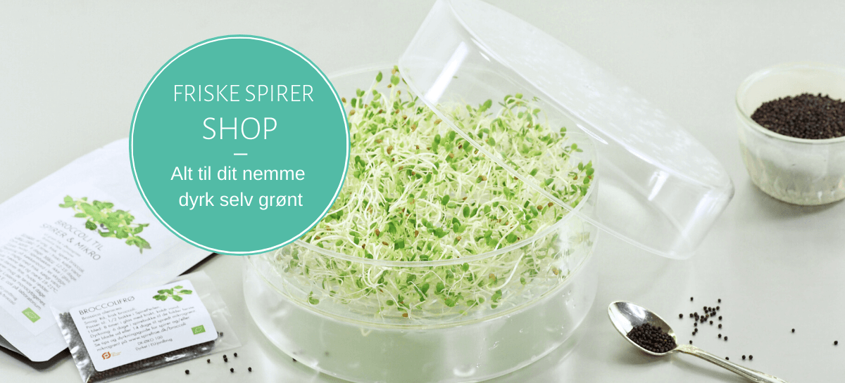 friske spirer forside header