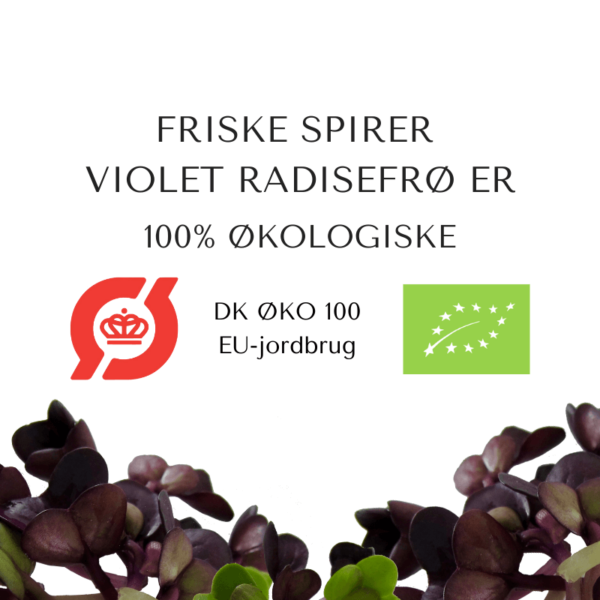certificeret oekologiske violet radisefroe