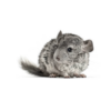 spirer til din degu