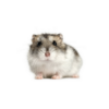 spirer til hamster
