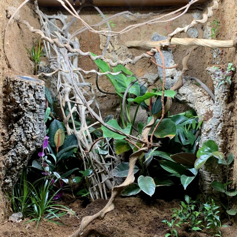 fiji leguan terrarium
