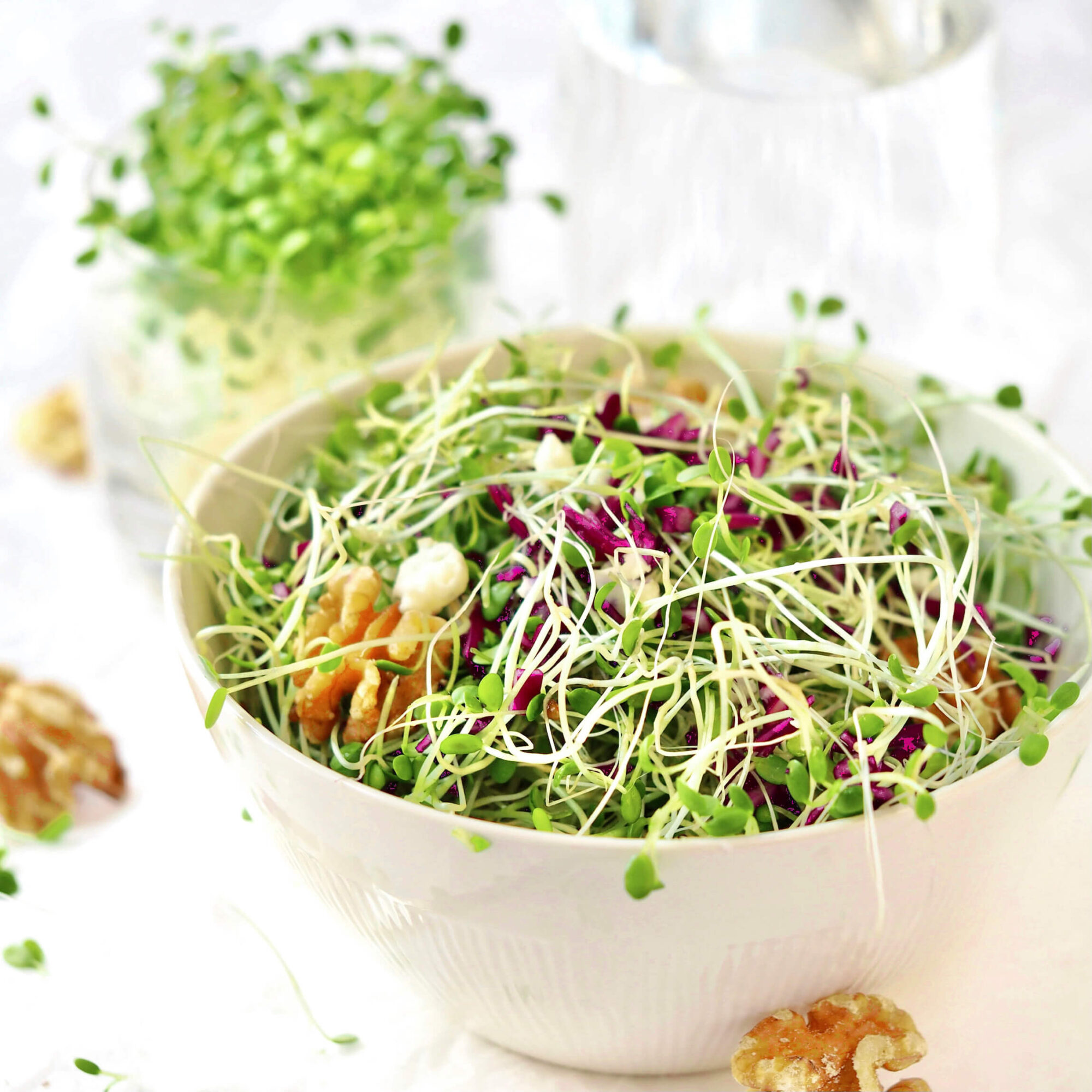 kloeversalat med radicchio og valnoedder