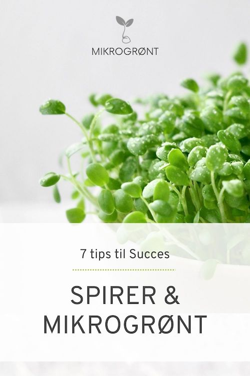 7 tips til succes med Spirer og Mikrogroent