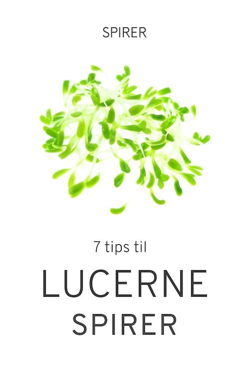 7 tips til Lucernespirer