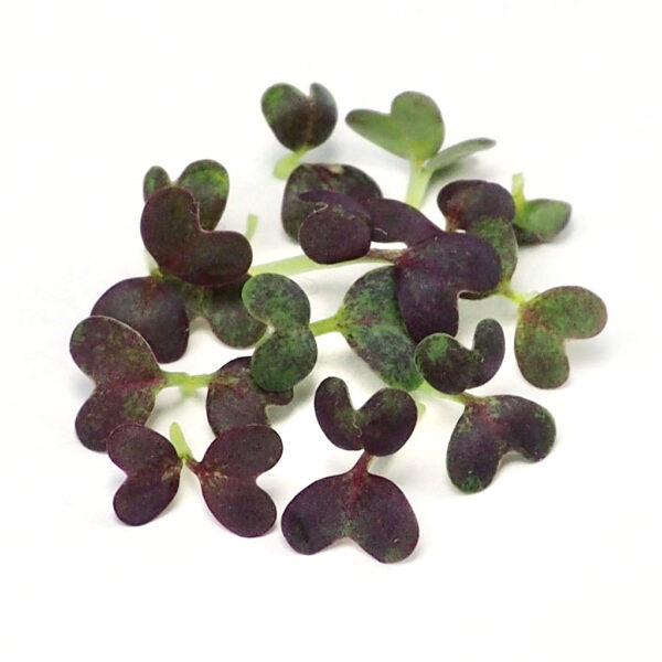 Økologiske Violet Mizuna frø til Mikrogrønt og Spirer