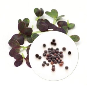 Økologiske violet Mizuna frø til Spirer og Mikrogrønt