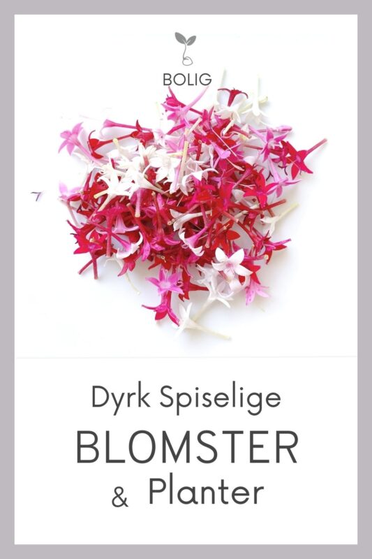 Dyrk selv Spiselige Blomster og Planter i haven