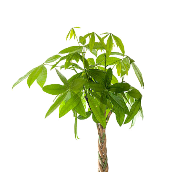 Pengetræ feng shui plante