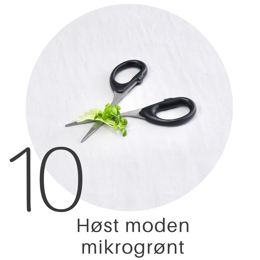 Mikrogrønt på hampmåtte 10
