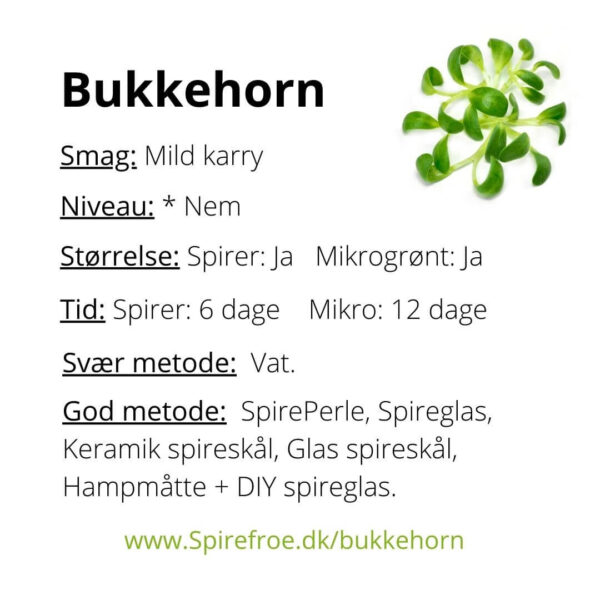 Bukkehornspirer infokort