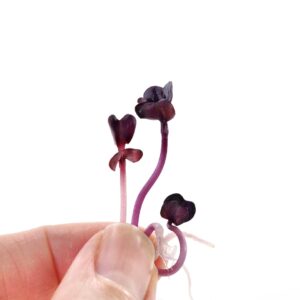 Økologiske Violetradise spirer mellem fingre