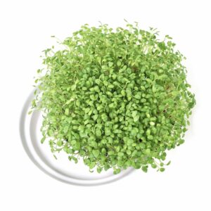 Keramik Spirebakke 16 cm til dyrk selv spirer