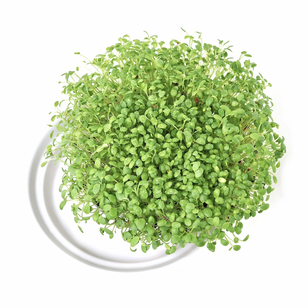 Keramik Spirebakke 16 cm til dyrk selv spirer