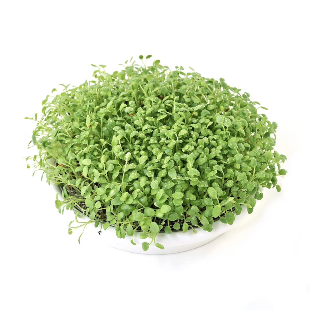 Keramik Spirebakke 16 cm til små eller geldannende frø