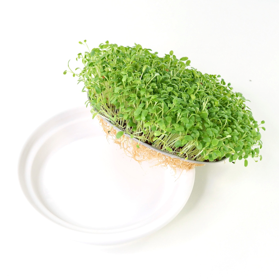 Rødder i stålsi på Keramik spirebakke