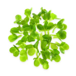 Broccoli Oleracea Italica Økologiske spirefrø FRISKE SPIRER