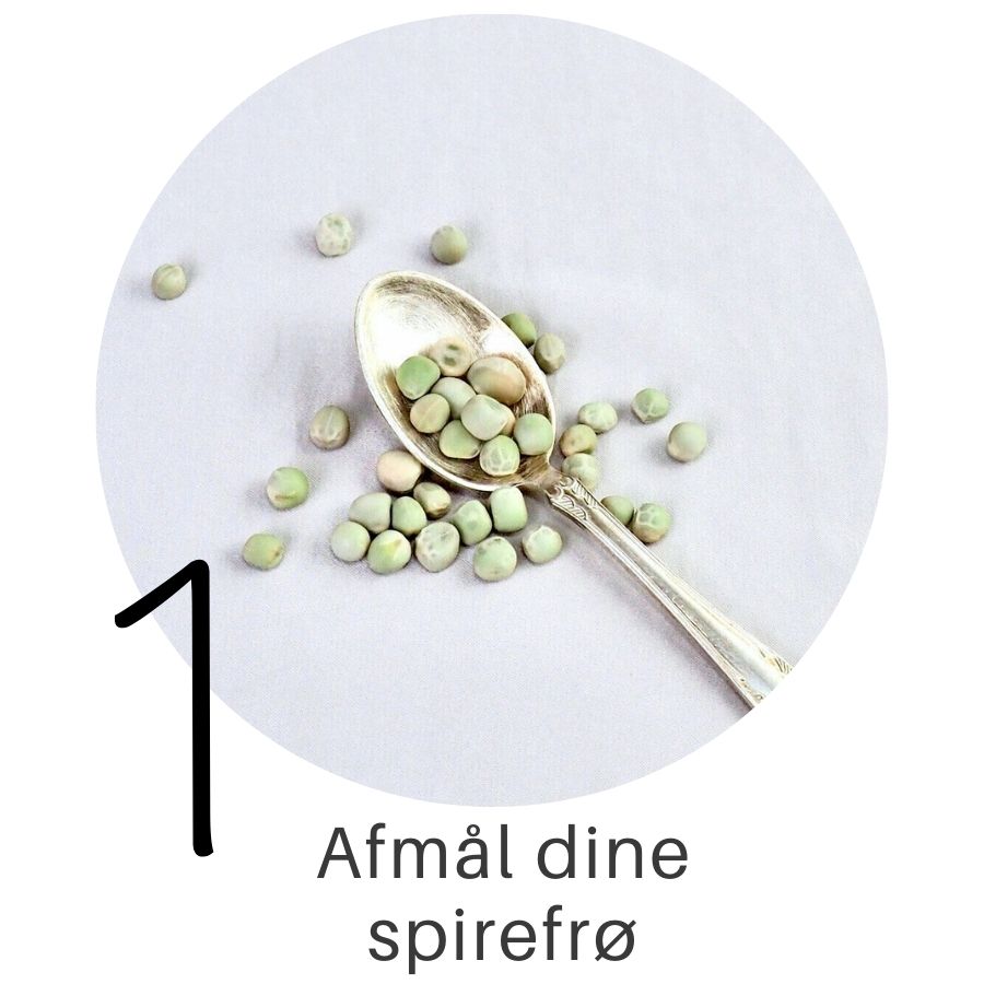 Ærter i SpirePerle trin 1