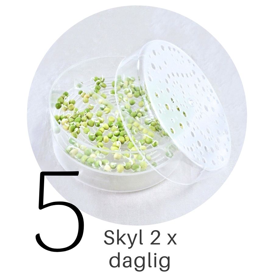 Ærter i SpirePerle trin 5
