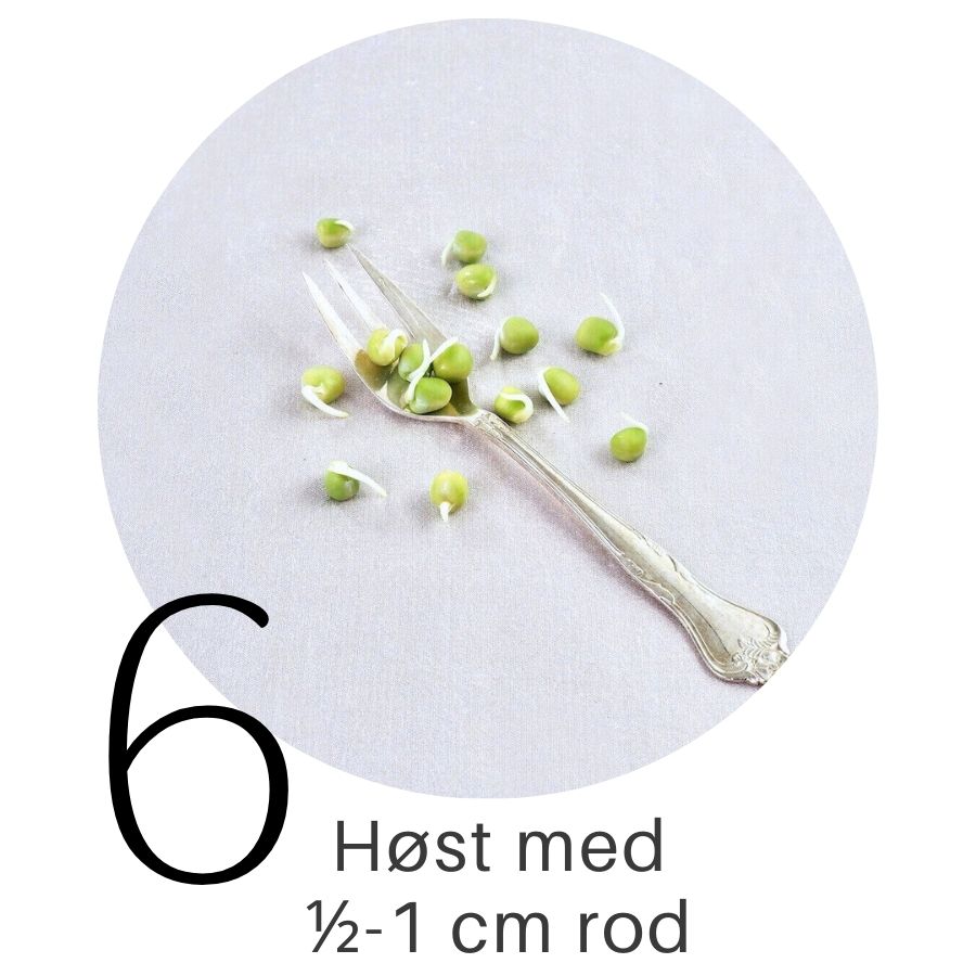 Ærter i SpirePerle trin 6