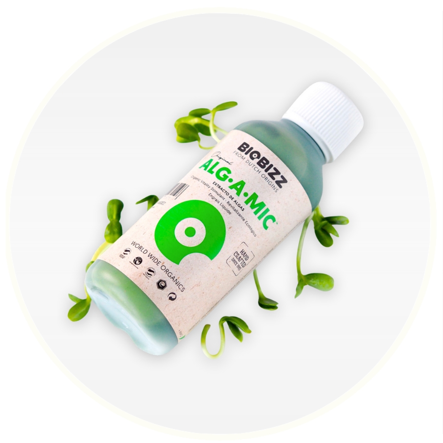 Hampmåtte mikrogrønt trin 8