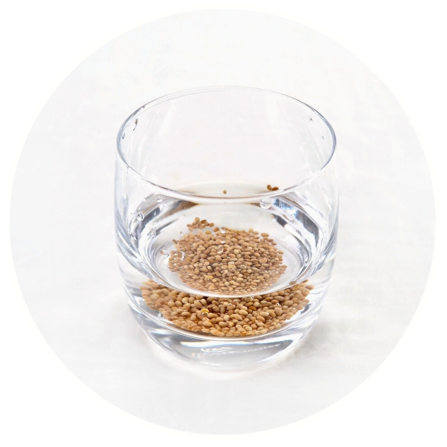 Hampmåtte spirer trin 2