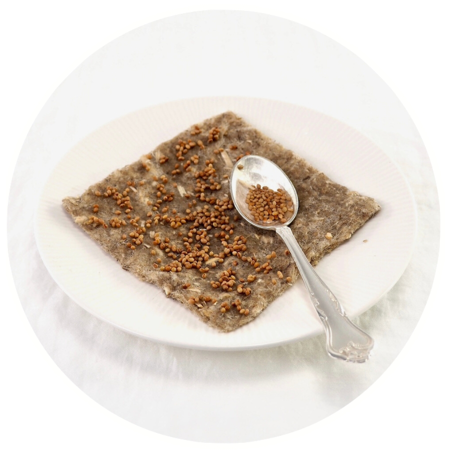 Hampmåtte spirer trin 4