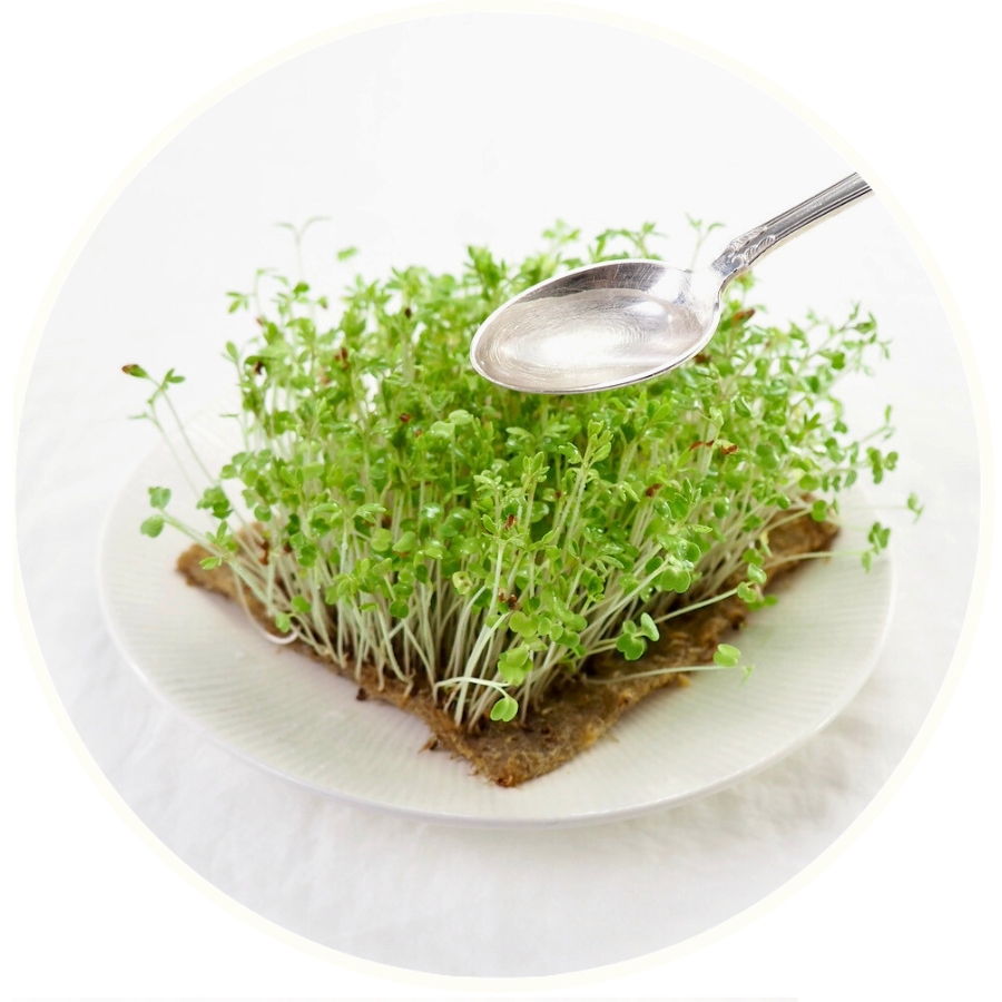 Hampmåtte spirer trin 5