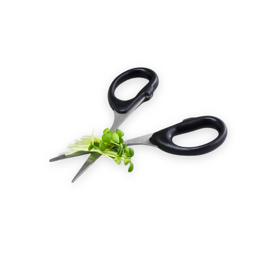 Høst spirer fra Glas Spireskål