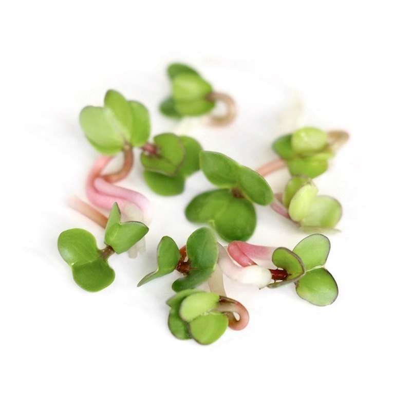 Pink radise spirer af økologiske spirefrø