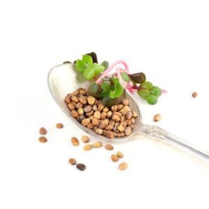 Pinkradise spirefrø og spirer