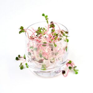 Pinkradise spirer høstet efter 3 dage