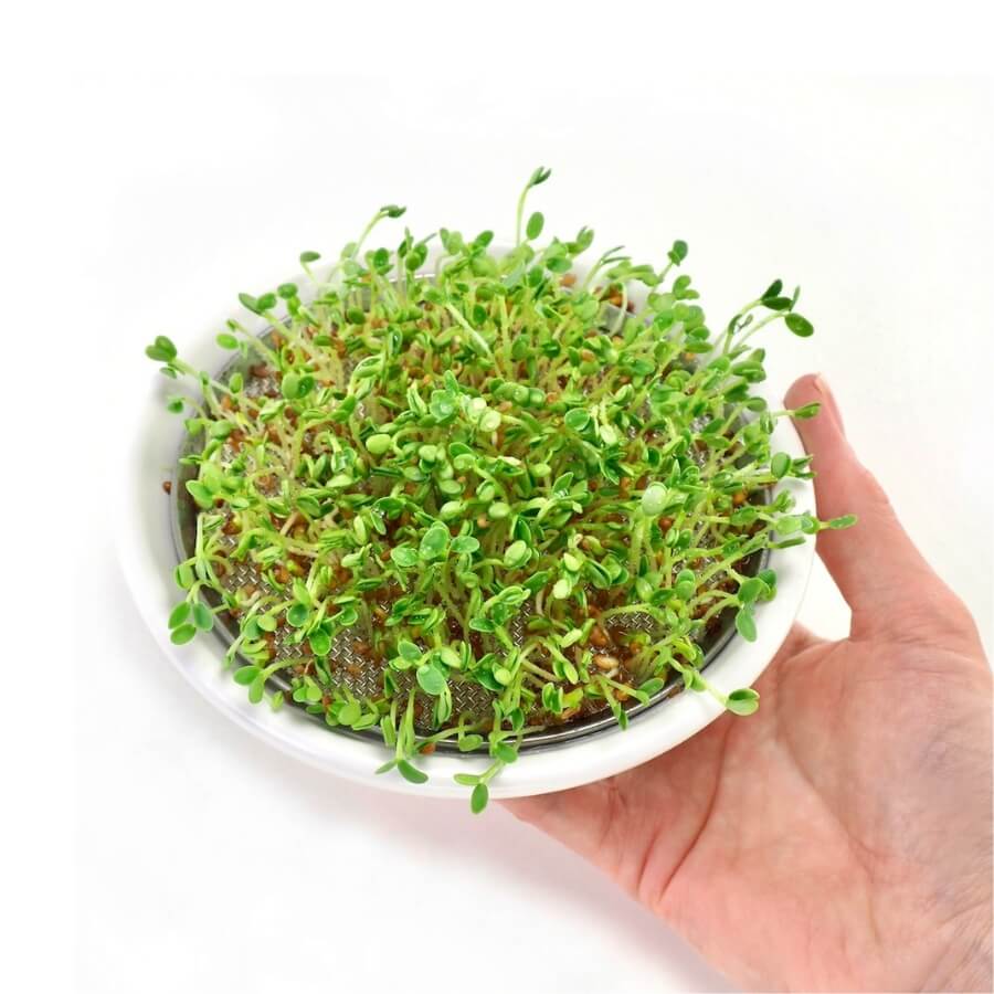 Placer keramik SpireSkål i skygge