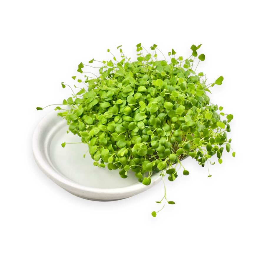 Skyl spirer på Keramik spireskål