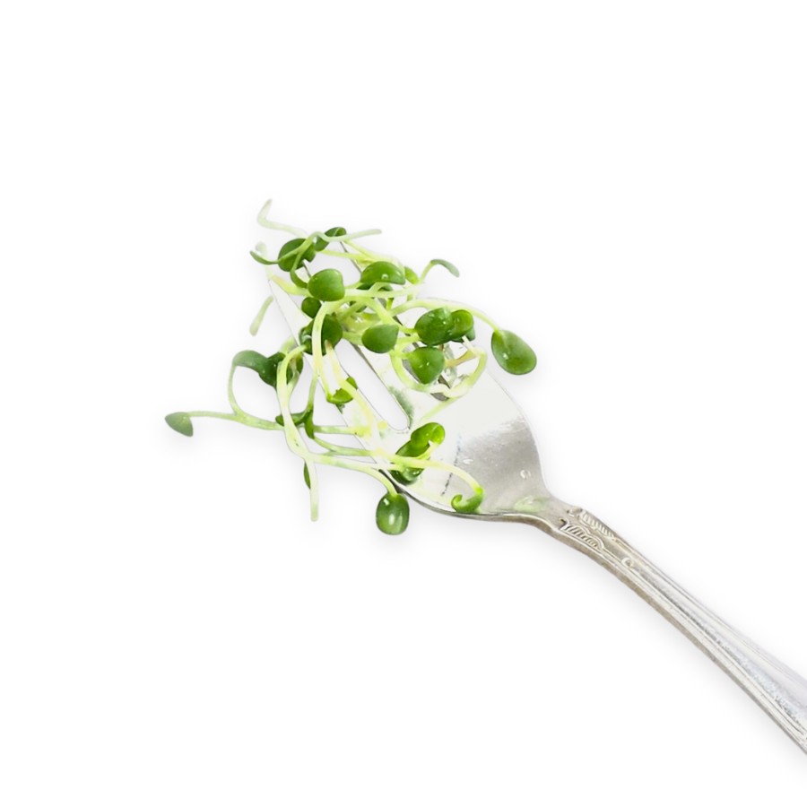 Spireglas guide Høst spirer