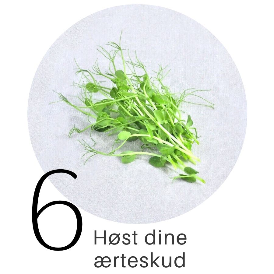 Ærteskud i SpirePerle trin 6