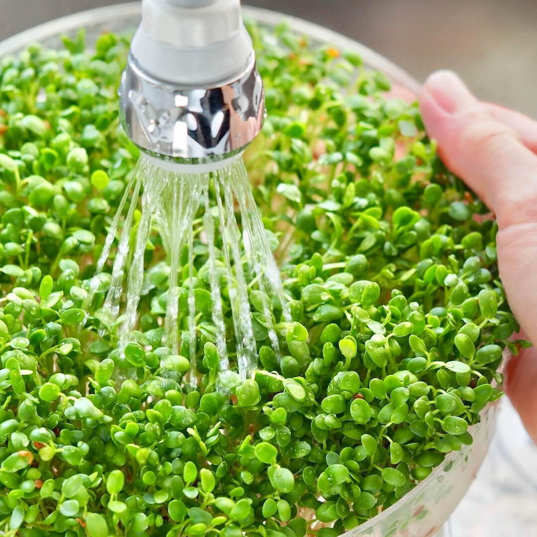 Skylning af spirer i SpirePerle