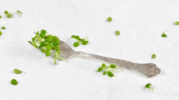 Trin 10 Høst mikrogrønt