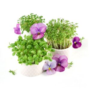 Påskekit til spiselig bordpynt med spirer