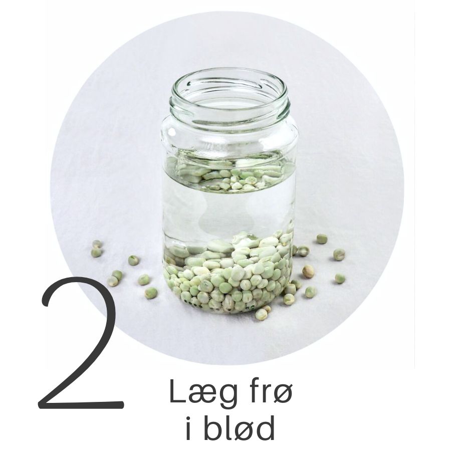 Trin 2 DIY spireglas til ærtespirer