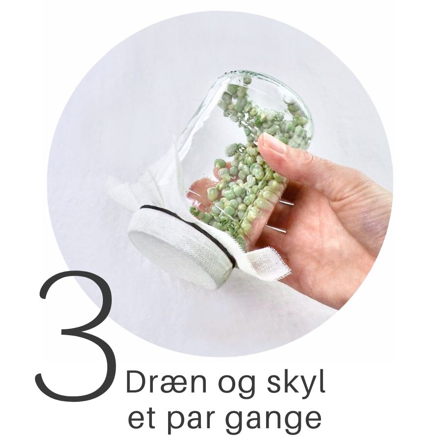 Trin 3 DIY spireglas til ærtespirer