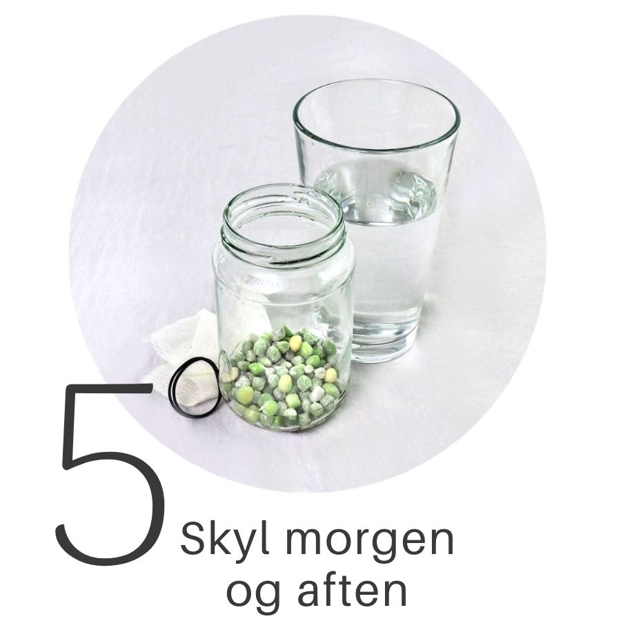 Trin 5 DIY spireglas til ærtespirer