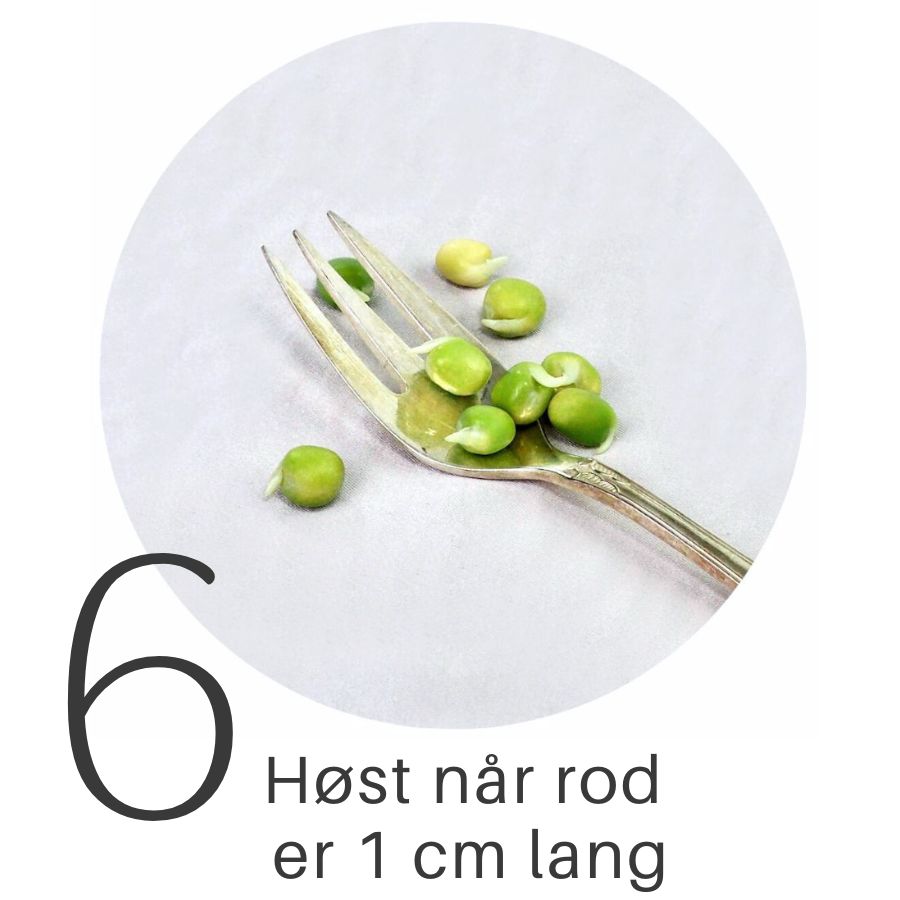 Trin 6 DIY spireglas til ærtespirer