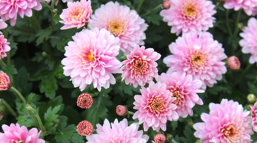 Chrysanthemum spiselig blomst FRISKE SPIRER