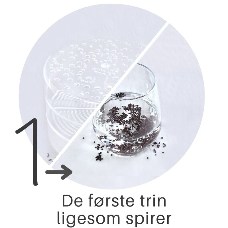 Trin 1-4 Mikrogrønt spireperle guide