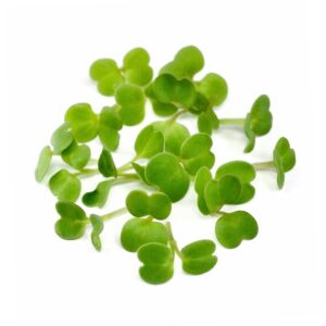 Broccoli Calabrese Oleracea Italica friske spirer