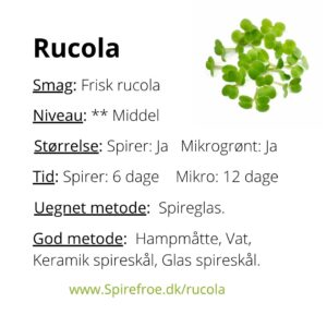 Dyrk selv Rucola spirer