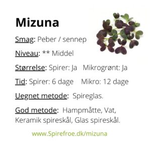 Dyrk selv Violet Mizuna spirer